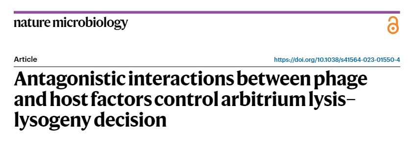 The lab of @jrpenades has just reported the intricate regulatory interactions between phage factors and the cellular toxin-antitoxin MazE-MazF, which are at the heart of the control of the lysis-lysogeny of arbitrium phages rdcu.be/du9nU.