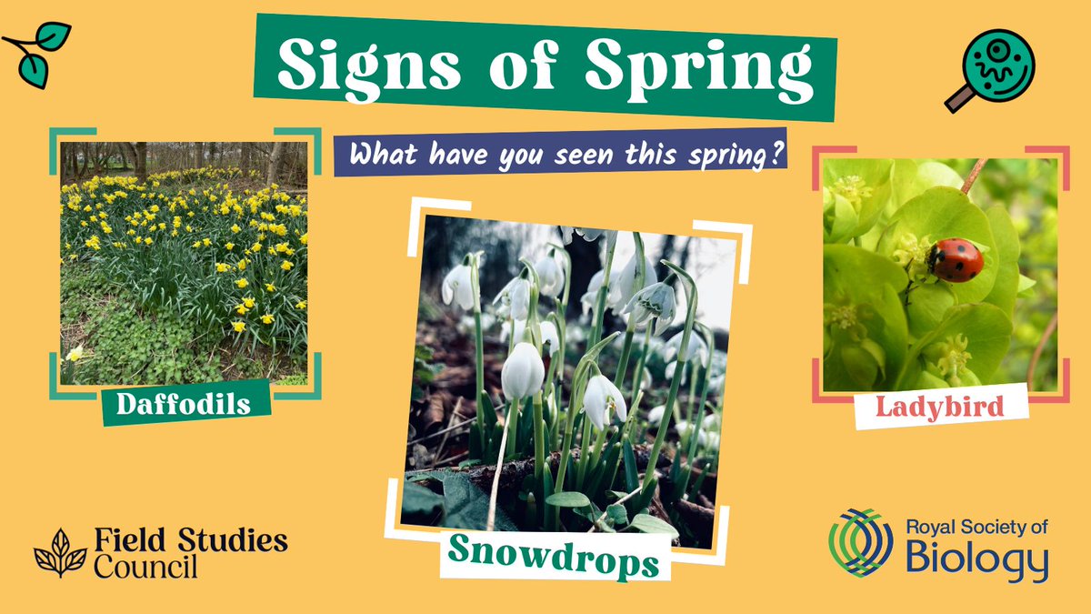 🌱 We’ve teamed up with @RoyalSocBio to create the Signs of Spring survey to chart the arrival of spring this year. Join in by spotting and recording signs of spring like new frogspawn in ponds and daffodils emerging. 🐞🐸🌾 Take part: ow.ly/igux50QnNgX #SpringSpotting
