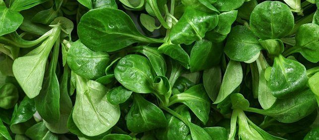 bzfe_de's tweet photo. #Feldsalat in der Winterküche: Frisches Grün mit nussigem Aroma - Das #Blattgemüse versorgt den Körper mit pflanzlichem #Eisen, #BetaCarotin, #Folsäure und #VitaminC, aber auch Mineralstoffen wie #Kalium, #Kalzium und #Magnesium ➡️ https://t.co/3ISVLiQxSQ https://t.co/3JiqfIkHGb