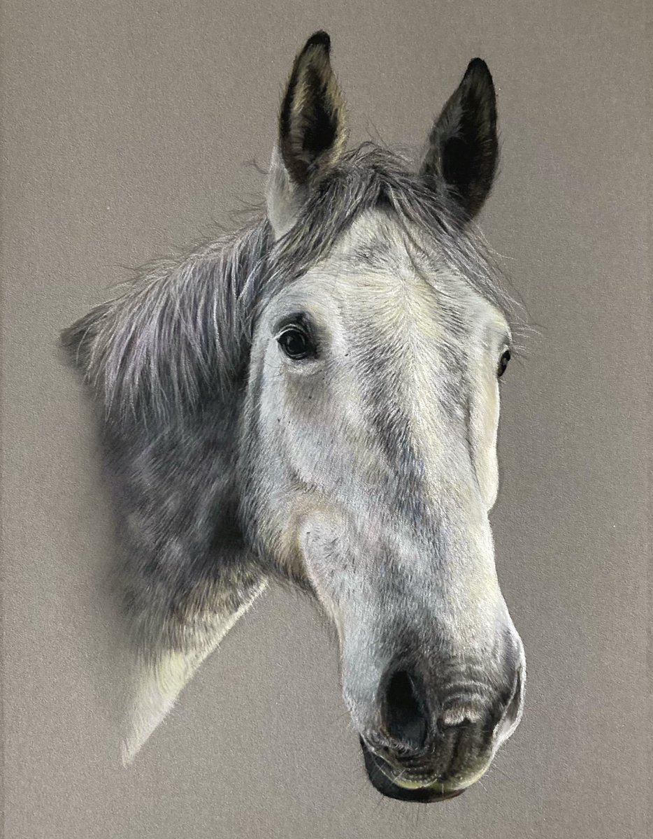 Dougal the horse, very soulful looking boy bless him. Pastel pencils and soft pastels on A4 pastelmat. Have a great weekend everyone 🙂.
#art #artdrawing #horse #horseart #horseportrait #pastels #horses #drawingart #drawingartists #drawingartist #artillustration #fabercastell