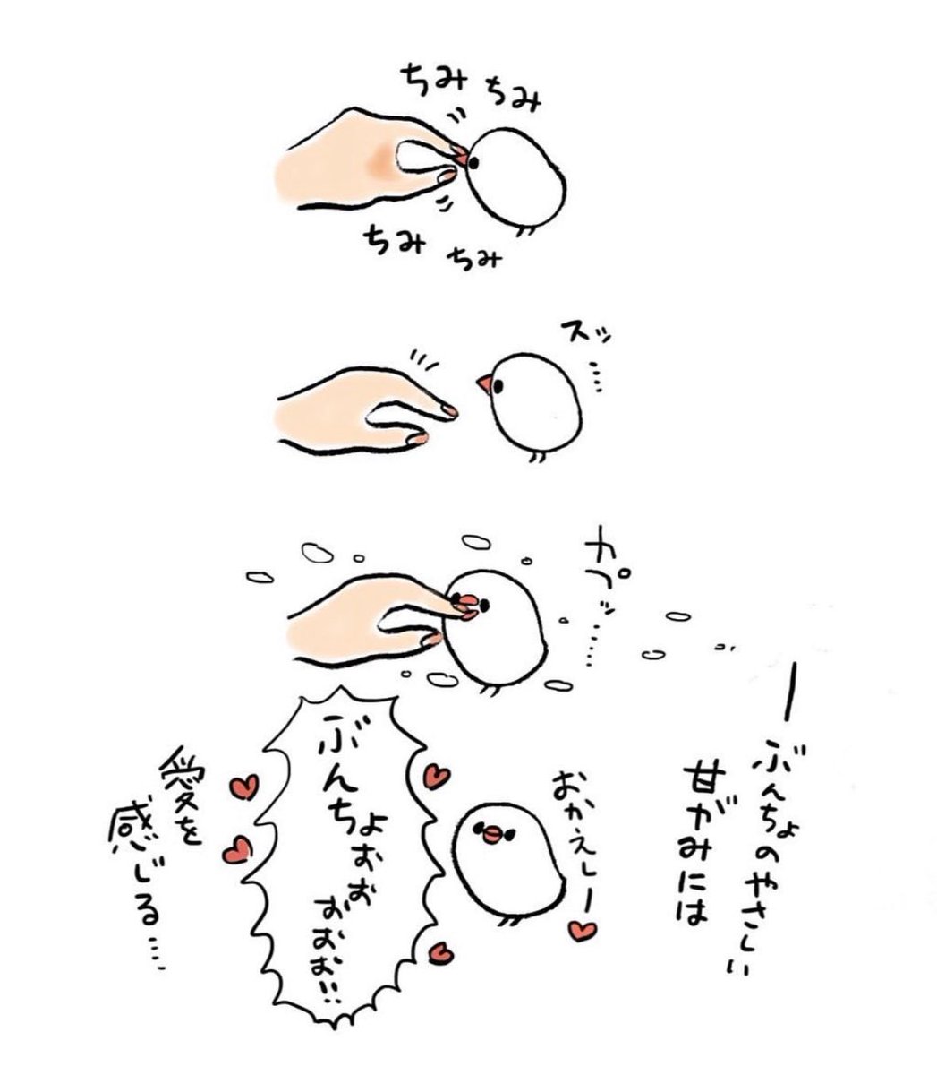 明日も20〜21時にイラスト投稿します🐦
『ぶんちょの甘噛み』(再掲) 