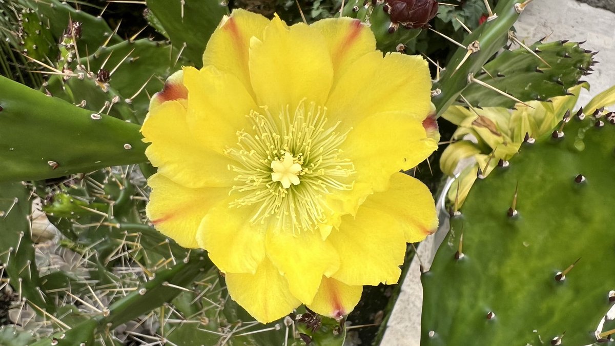 Floreciendo, es lo que también debemos hacer. !Feliz viernes!