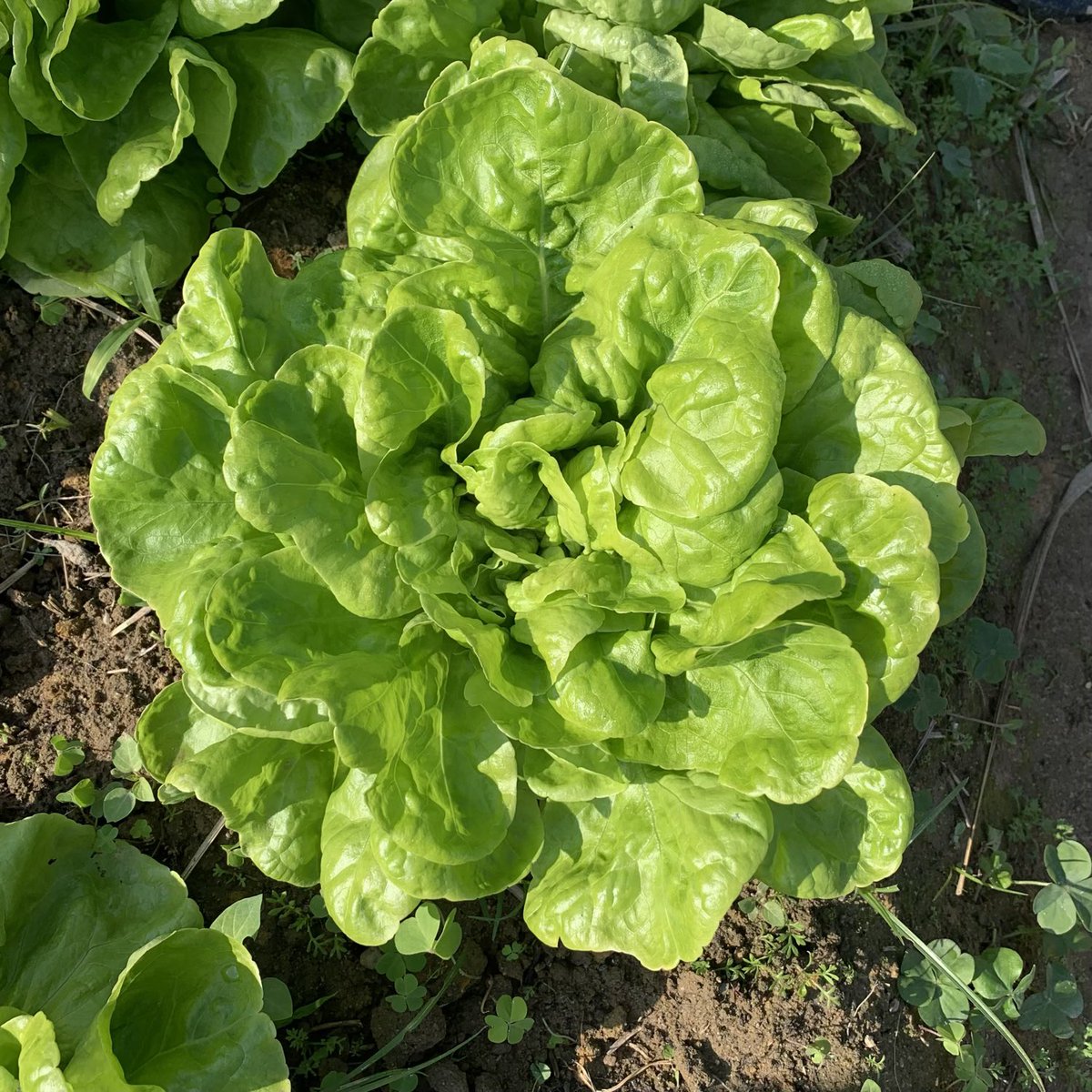 BrightBirdBio's tweet image. 價格與價值

當最近多了一些蔬菜可以供應售賣，所以便要思考售價的問題，而這個也是最傷頭腦而且比種菜麻煩很多的事情。

市面上一般以重量來計算蔬菜的價錢，但這樣計算其實不容易顯示真實的價值，反而引起比較。其實蔬菜一般有98%是水，只有2%是物質，當然種植的方法會影…

brightbirdbio.com/?p=3340