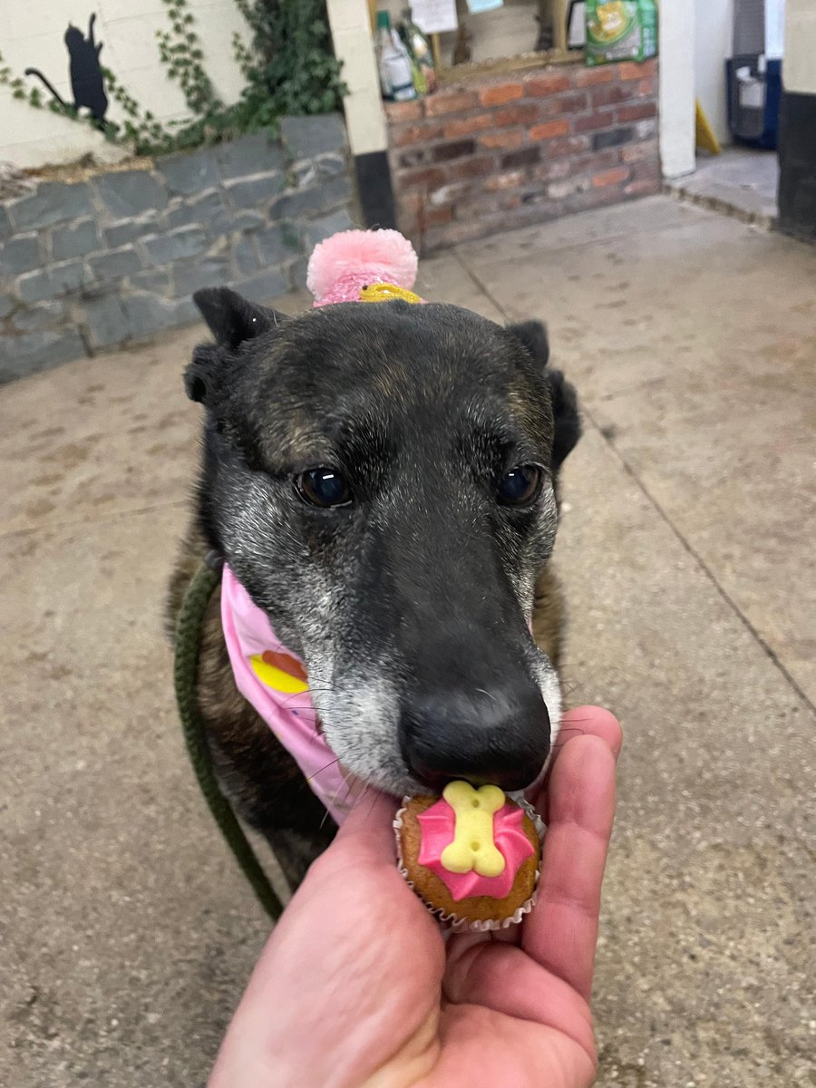 gsrescueelite's tweet photo. 🎈 Happy 9th Birthday Tilly Tots 🎈

Look who was 9yrs old yesterday, and of course, she celebrated like the Diva she is with Cake and Decorations and lots of cocktail sausages 🎂🥳🎉

#dogs #GermanShepherd #Cheshire #HappyBirthday https://t.co/8NGfGUmYyq