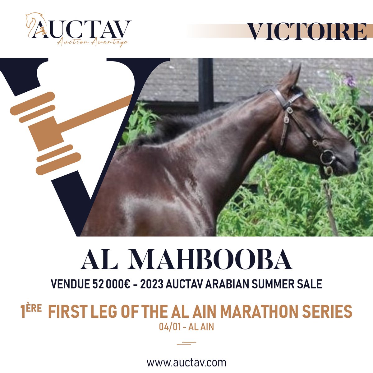 🥇 1st-ever horse to have win the Al Ain Triple Crow, AL MAHBOOBA expects to extend her record when winning the 2024 First Leg of the Al Ain Marathon Series. Regally-bred daughter of #Madjani offered at the AUCTAV Arabian Summer Sale, she was purchased for €52,000 by Al Cem Stud