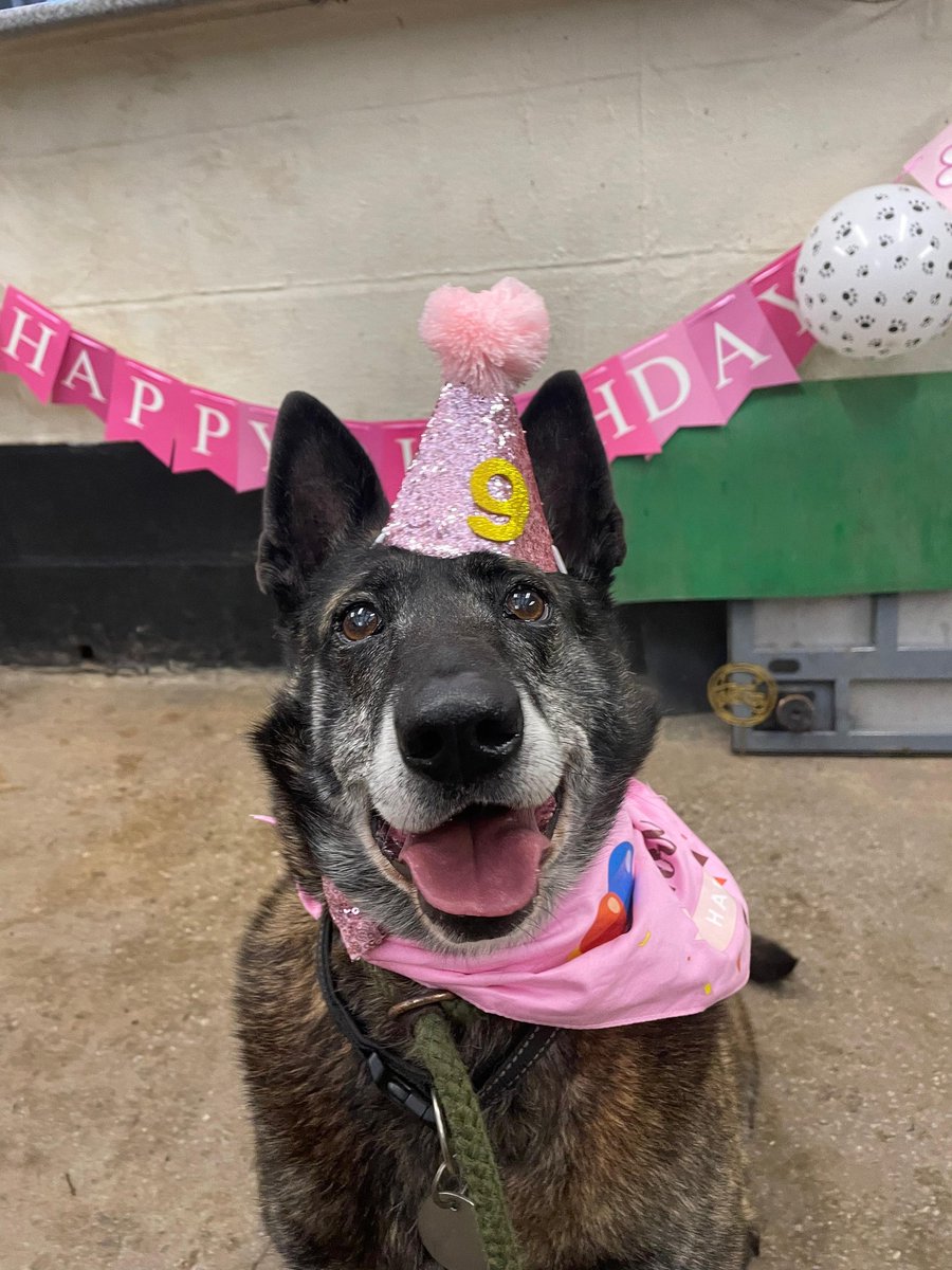 gsrescueelite's tweet photo. 🎈 Happy 9th Birthday Tilly Tots 🎈

Look who was 9yrs old yesterday, and of course, she celebrated like the Diva she is with Cake and Decorations and lots of cocktail sausages 🎂🥳🎉

#dogs #GermanShepherd #Cheshire #HappyBirthday https://t.co/8NGfGUmYyq