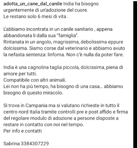 ADOTTATELA VI PREGO URGENTE🆘🆘🆘🆘Sabrina☎️3384307229🐕INDIA dolcissima ha bisogno urgentemente di un’adozione.LE RESTANO 6 MESI DI VITA😭abbandonata dalla sua famiglia in canile.ADOTTATELA 🙏diamogli amore per i mesi che le restano  🙏🏡#4voiceless Campania