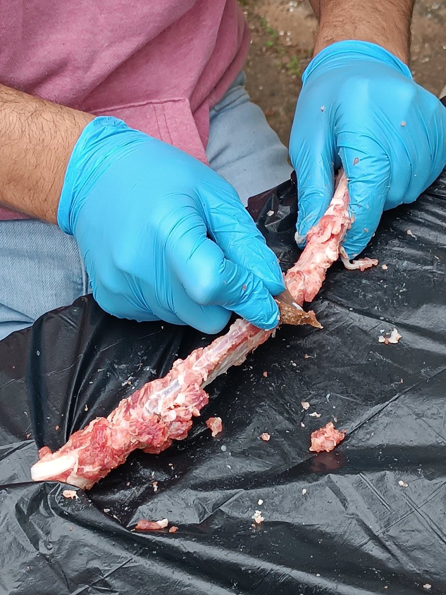 Early 2024 experiments at <a href="/ICArEHB/">ICArEHB</a> ! Removing meat and fat from cow ribs' using Oued Lksob's flint (central western Morocco).