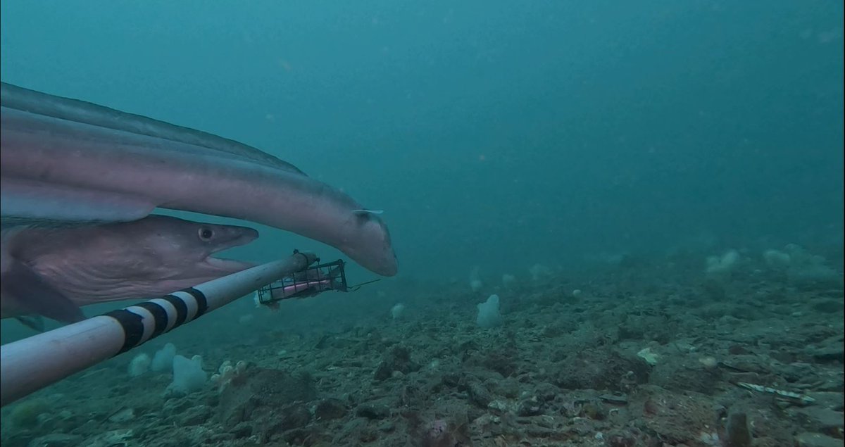 Applied Marine Ecosystems Research (aMER) Plymouth tweet media