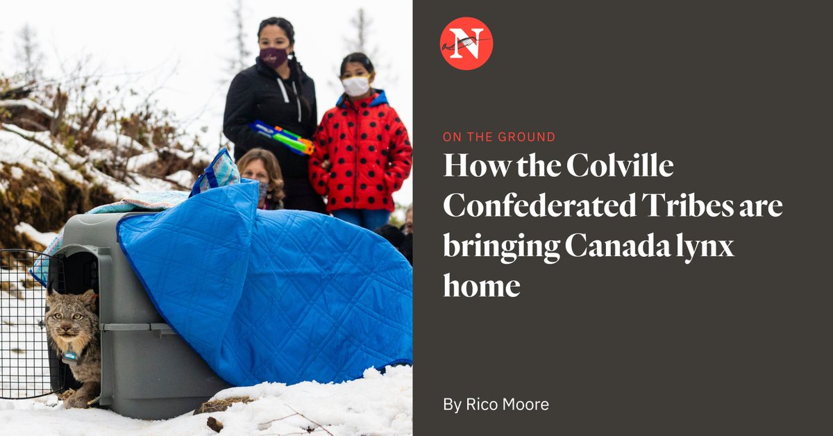 thenarwhalca's tweet photo. Members of the The Colville Confederated Tribes are restoring U.S. wildlife populations — and with them, abundance, resilience and reciprocity. In Canada, they’re reestablishing their territory https://t.co/PqmG531mCD via @yesmagazine https://t.co/8Zo9Kk934u