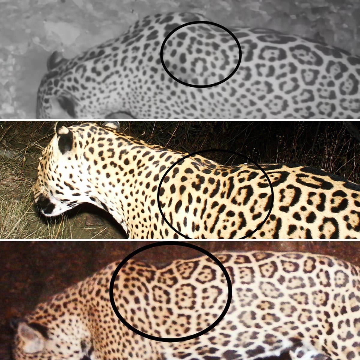 A new trail camera video of a wild jaguar in southern Arizona has people wondering: Is this one of the cats we already know about or a new individual? Based on rosette analysis it’s a new cat. In this image, from top to bottom is Mystery Cat, Sombra and El Jefe.