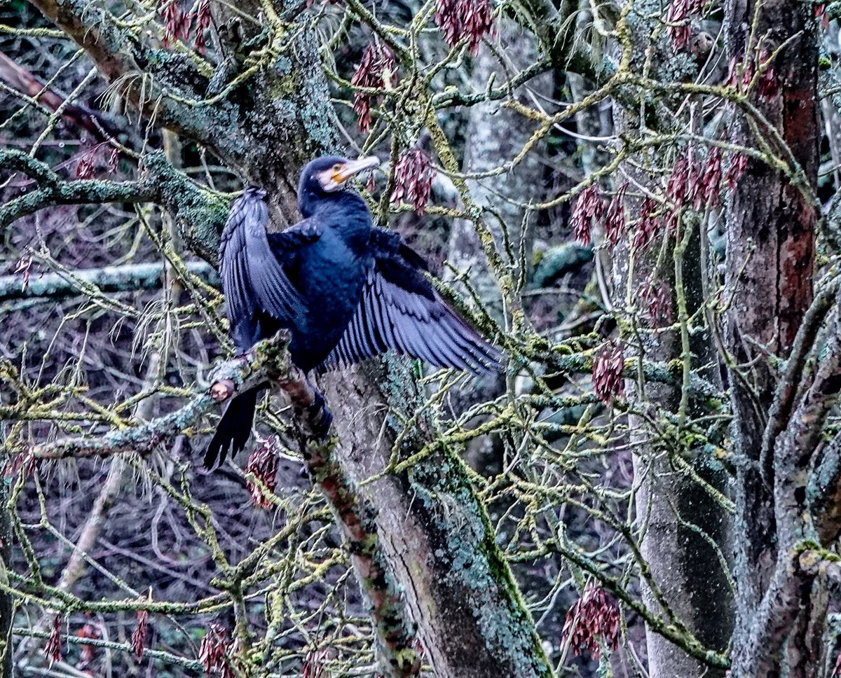 Drip dry Cormorant on Old Father Thames #cormorant #fishingbird #oldfatherthames #thames #riverthames @bensonnaturegroup @cpre_oxfordshire @oxfordshire_wildlife #benson #shillingford <a href="/TOE_oxon/">Trust for Oxfordshire's Environment</a>