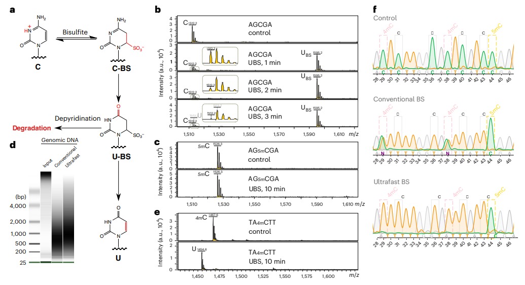 This week the Chuan He Group introduced what is sure to be a game changer. Meet 'USB-seq', a revolutionary new method for rapid and accurate epigenetic testing. chemistry.uchicago.edu/news/chuan-he-… @NatureBiotech @UChicagoNews @UChicagoPSD @UCCancerCenter