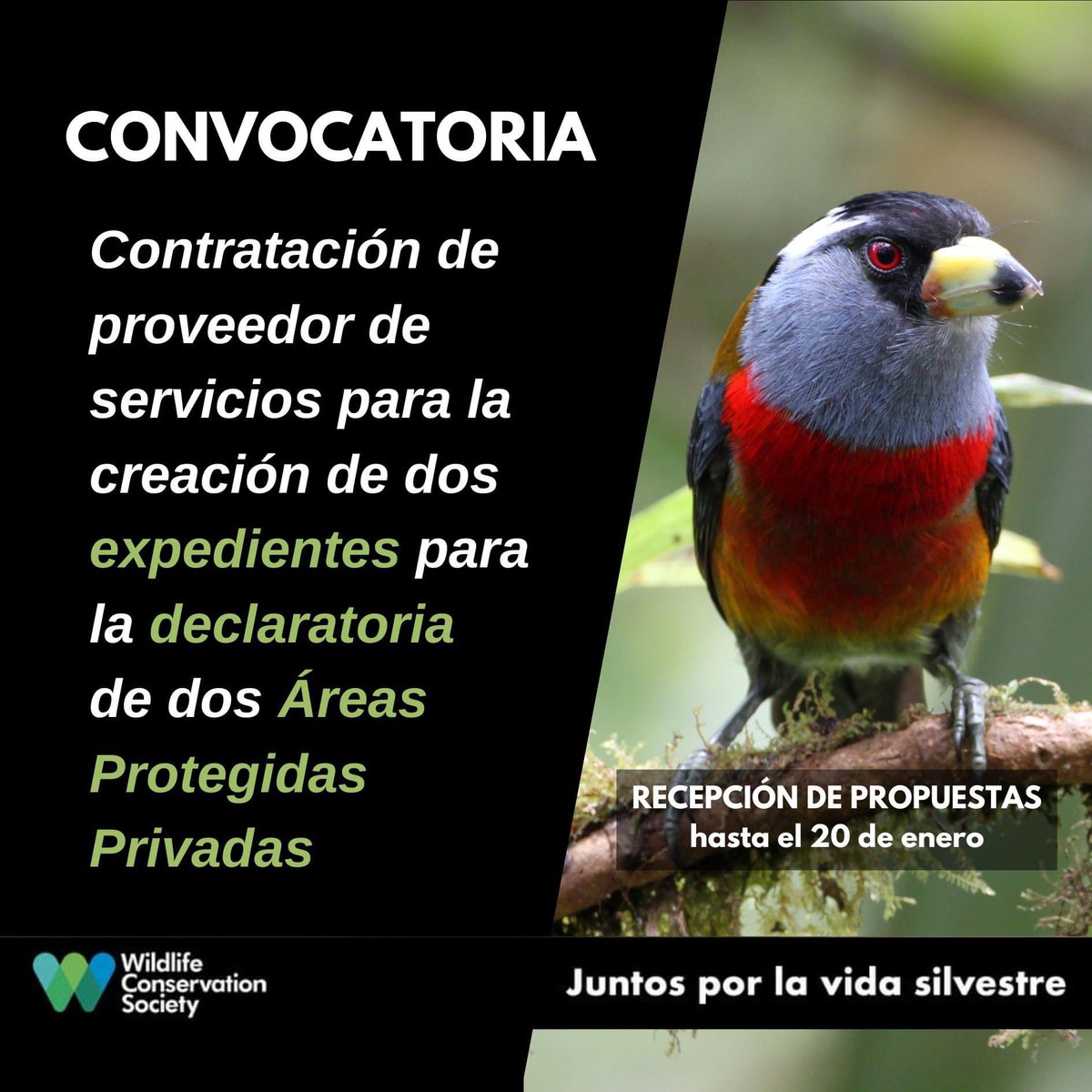 WCSEcuador's tweet photo. #ConvocatoriaAbierta 🤩 | ¡Nueva #Oportunidad! 😉
🔗 Revisa TdR: https://t.co/wX4QEiRs5R
📧 Enviar la documentación a: convocatoriasecuador@wcs.org
🗓 Cierre de convocatoria: Sábado, 20 de enero, 2024
🖐 #JuntosPorLaVidaSilvestre 💚💙 #WeStandForWildlife https://t.co/NbIUZBGtoM