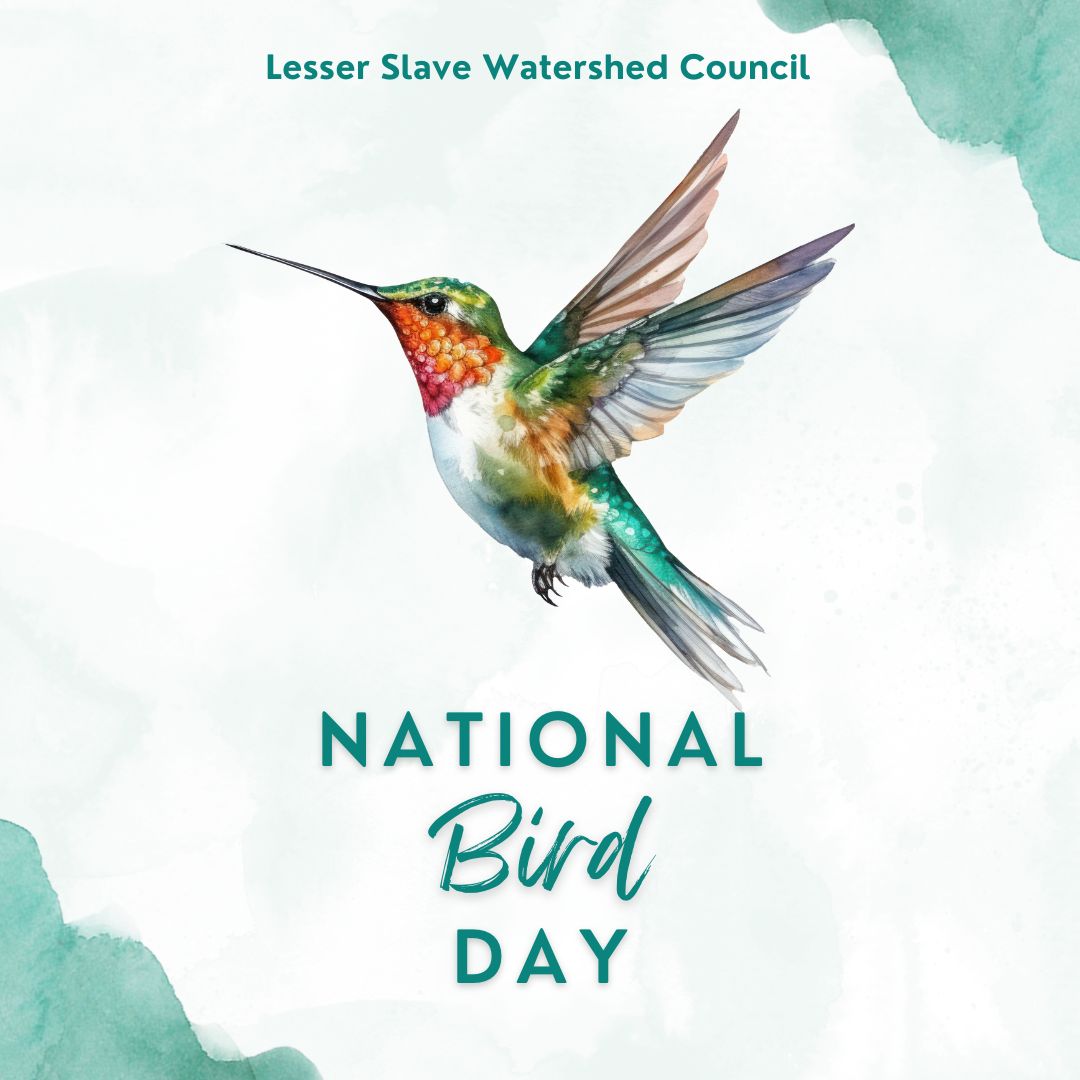 abLSWC's tweet photo. Today is National Bird Day! Let's celebrate the amazing bird diversity in Alberta! Did you know that there are 445 bird species in our province alone? 
#abwater #species #biodiversity #wetland #habitat #nationalbirdday #nationaldayof #bird #birds #birdenthusiast #glen https://t.co/snL4W9Dnnl
