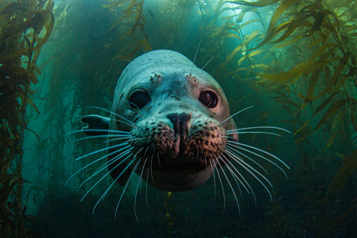 How YOU doin'?

This #harborseal checks out a visitor to its kelp forest in #ChannelIslandsNationalPark.

📷: Douglas Klug

#marinemammals