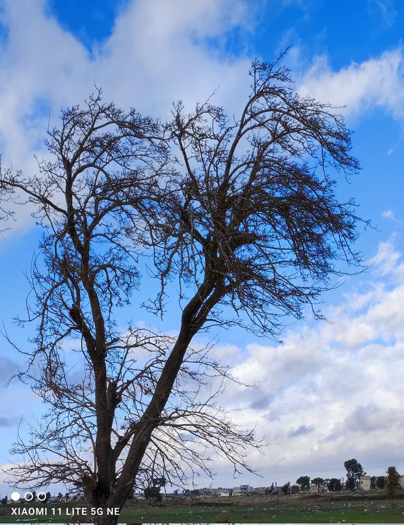 TarekOst's tweet photo. Árbol de Invierno https://t.co/TjmexThSZa