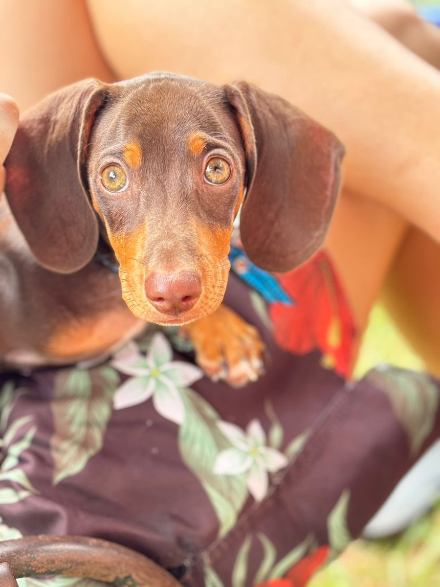 euarierisonn's tweet photo. Só pra vcs ver a beleza do meu filho 🤍 #dog #salsicha @salsichinhas ❣️ https://t.co/gEZAJD8yWv