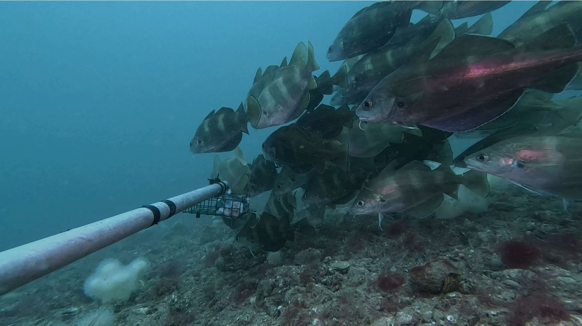 Applied Marine Ecosystems Research (aMER) Plymouth tweet media