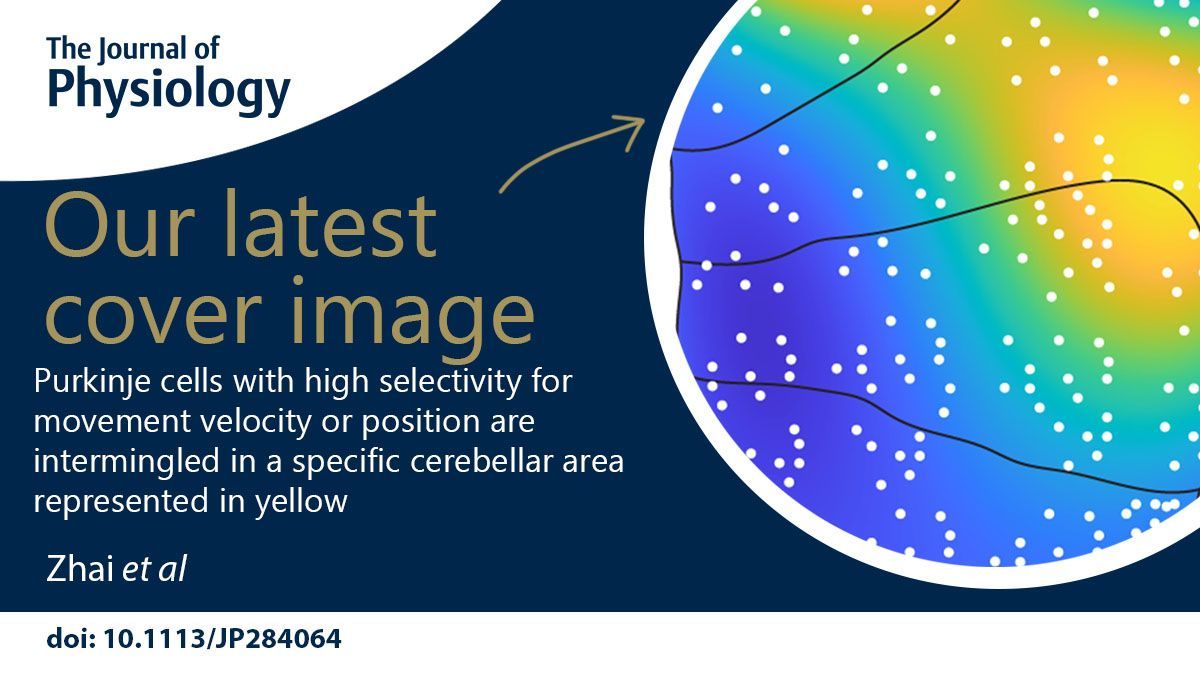 JPhysiol's tweet photo. Our first 2024 issue of @JPhysiol is out now! The cover image from Zhai et. al. showing purkinje cells with high selectivity for movement velocity or position intermingled in a specific cerebellar area!
See the full issue via the link below!
🔗https://t.co/ltLJNuoXFL https://t.co/N2XvpsvK3c