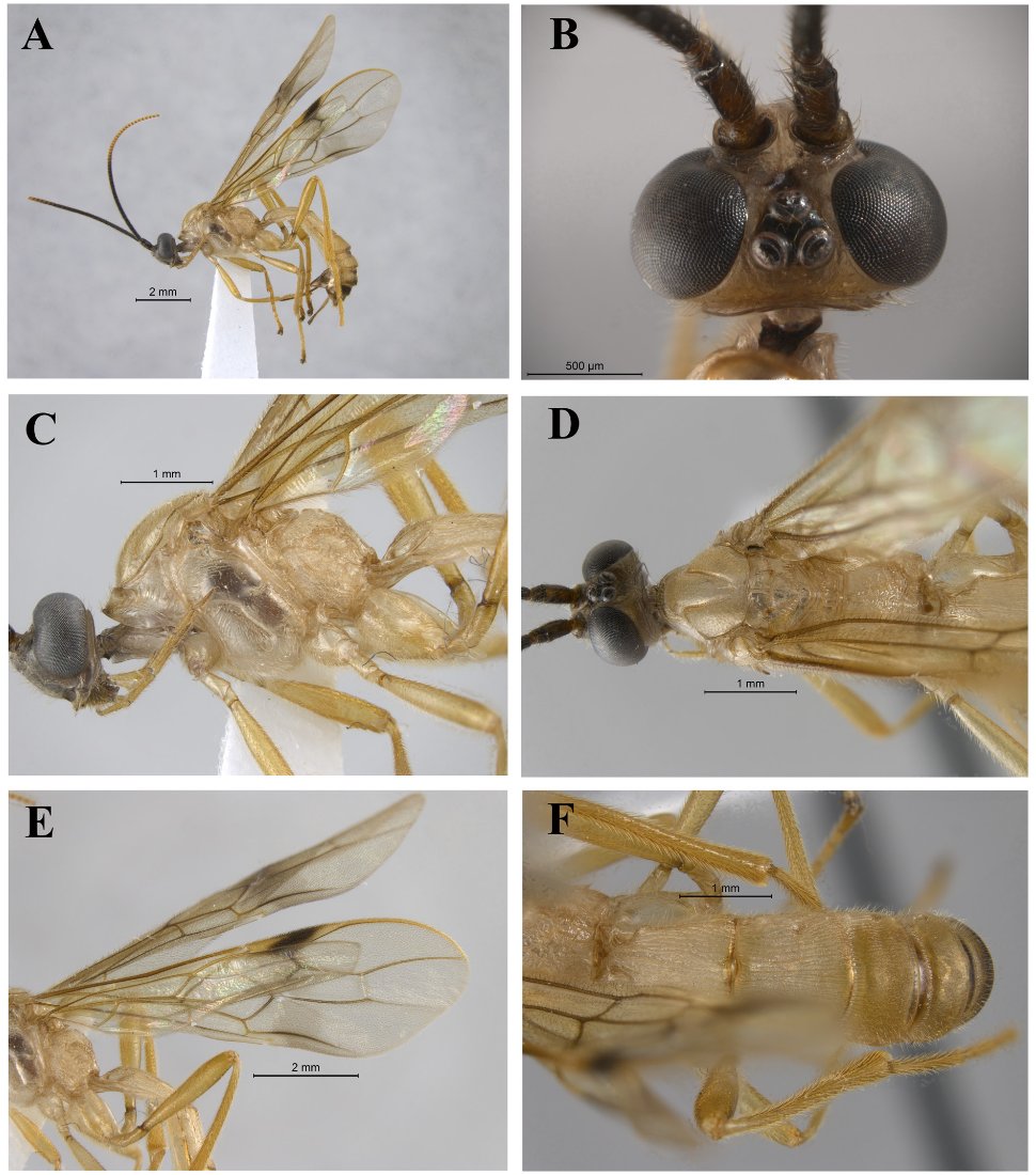 New paper out! Four new species of Triraphis (Braconidae: Rogadinae). We also provide for the first time morphological descriptions of T. bradzlotnicki  and T. davidwahli, which were originally recognized based on COI sequences exclusively.
Link: europeanjournaloftaxonomy.eu/index.php/ejt/…