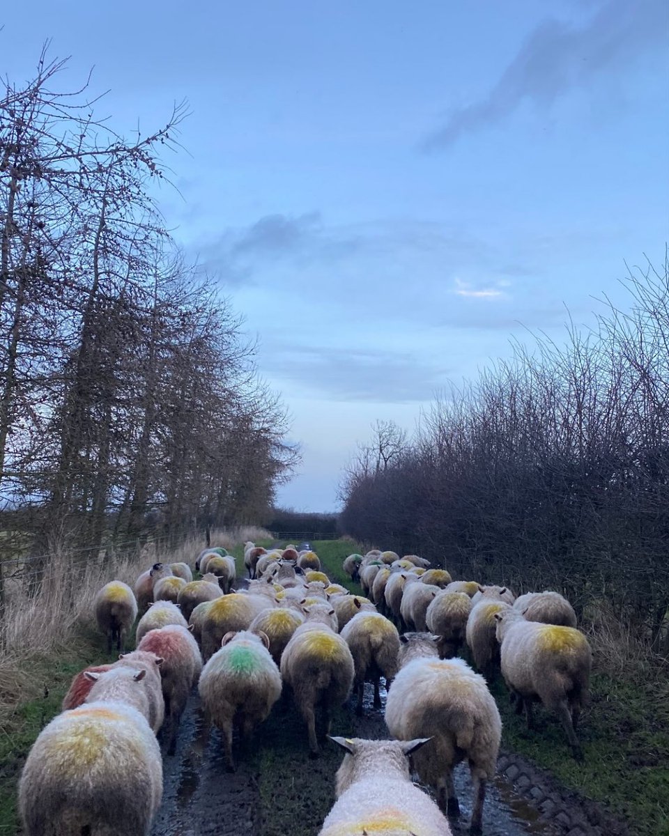 This weeks' #SheepOfTheWeek taken by @eileen_farms Finally some clear skies for these Whitefaced Woodland X Teeswater, Mashams & the few Swaledales hiding in the flock Don't forget to vote for your fav #SheepOfTheWeek in 2023 bit.ly/47n0SEw #BritishWool #Wool #Sheep