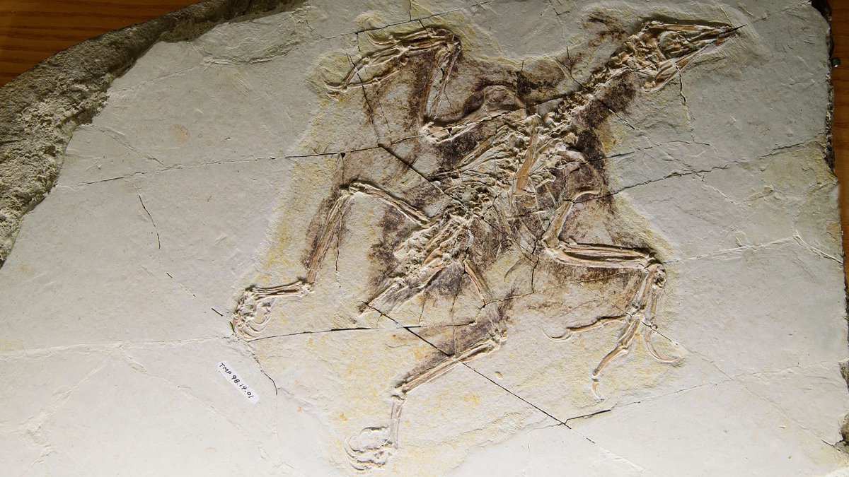 On #NationalBirdDay, we present one of the earliest known birds, Confuciusornis sanctus. Confuciusornis was similar to modern birds in that it had a toothless beak and feathers for flight; however, its prominent clawed forelimbs appear more similar to those of a dinosaur.