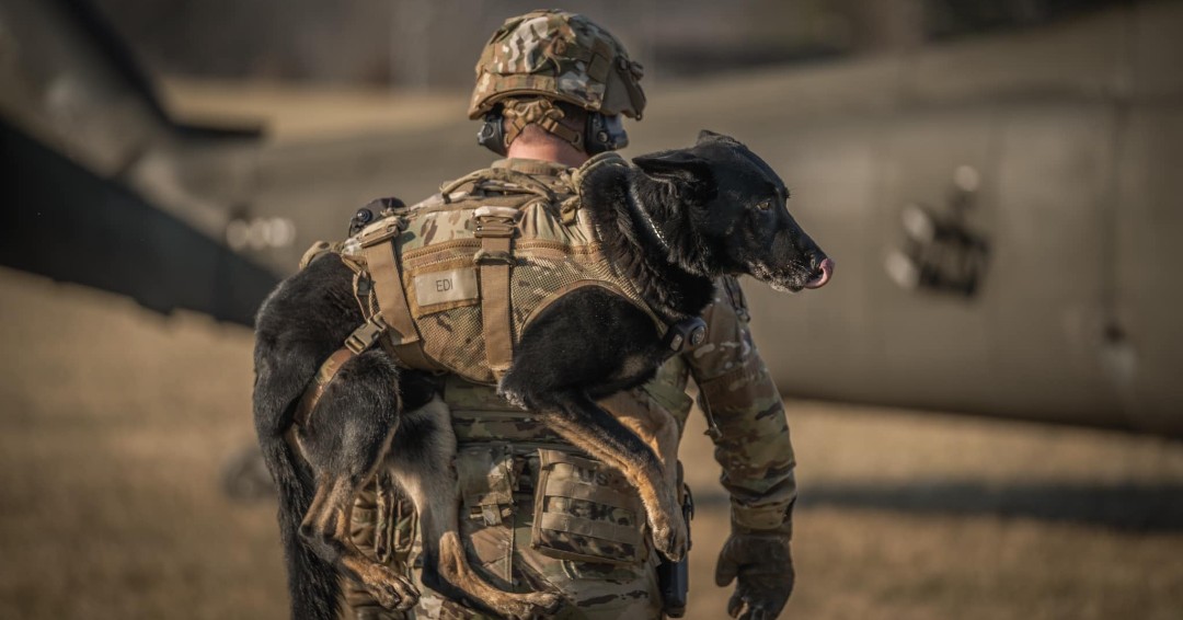 MPRAONLINE's tweet photo. Thanks to the 716th MP Battalion for sharing these recent MWD training pictures!
#MilitaryPolice #MPRA #MilitaryWorkingDog #USArmyMP #ArmyMP #MWD https://t.co/fCatk9hGfo