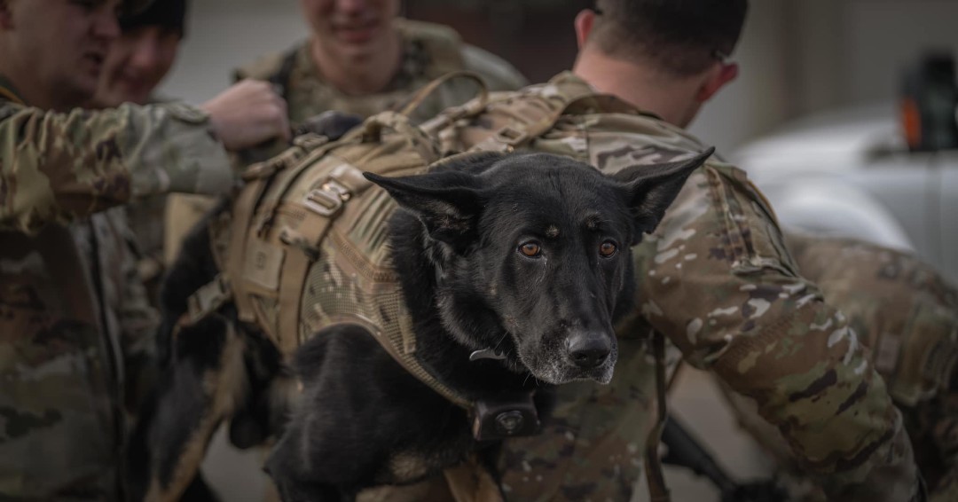 MPRAONLINE's tweet photo. Thanks to the 716th MP Battalion for sharing these recent MWD training pictures!
#MilitaryPolice #MPRA #MilitaryWorkingDog #USArmyMP #ArmyMP #MWD https://t.co/fCatk9hGfo