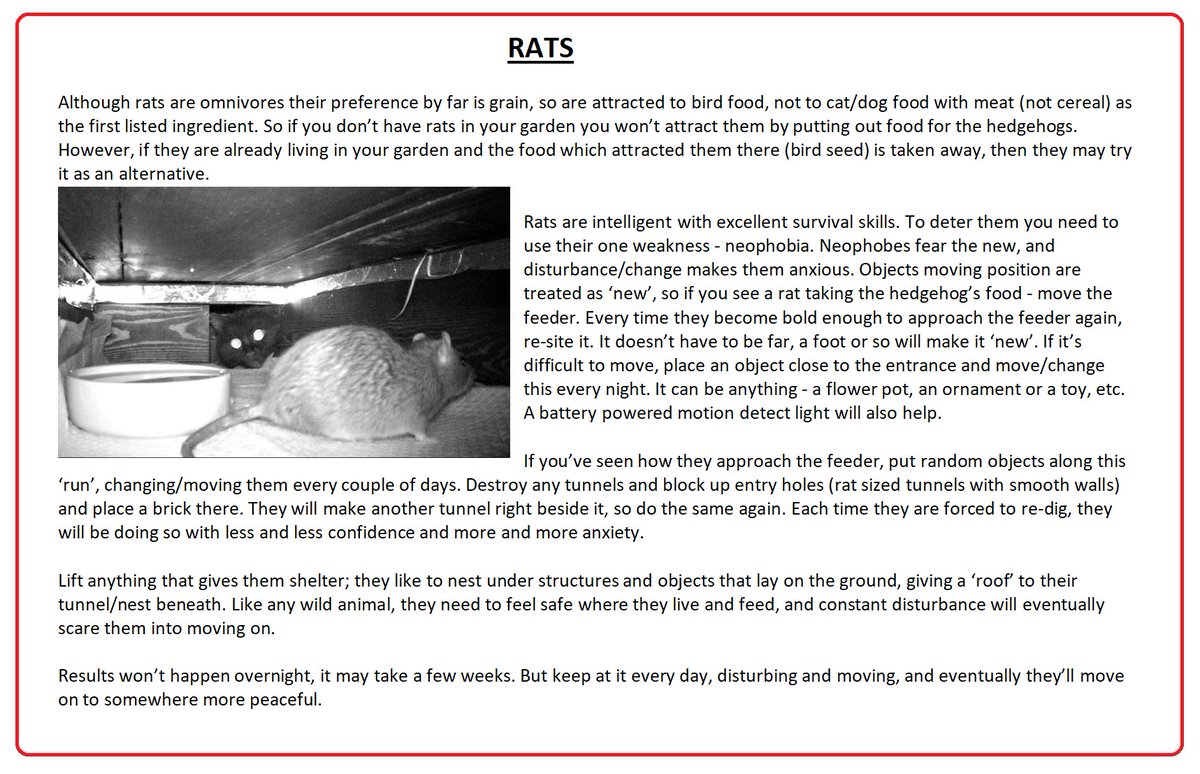 HedgehogCabin's tweet photo. Although omnivores, the rat's preference is grain so it's bird food that attracts them. My guess is you've been leaving bird food out, and have nice comfy places in your garden for nesting. You need to stop feeding the birds (they have a good supply of natural food at the moment) and follow the below instructions to get the rats to leave your garden. 
Please don't stop putting out kitten biscuits for the hedgehogs, they will die of starvation without help.
Yes, rats will attack hedgehogs. They will also take over and guard a hedgehog feeder, preventing the hedgehog from entering. 
But you can beat them, and get them to leave, you just need to be patient and diligent.🥰