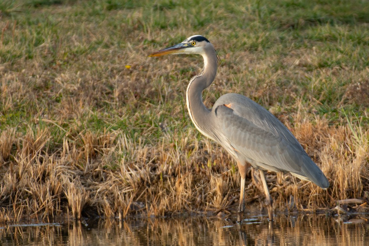 FondriestEnv's tweet photo. The blue heron at the field station is living his best life. #NoEgrets 🎣#BlueHeron #Nature #Friday #Outdoors #birds #NationalBirdDay
📷- Naturalist Leader, Emma Jones https://t.co/5ZVDbuc0kb