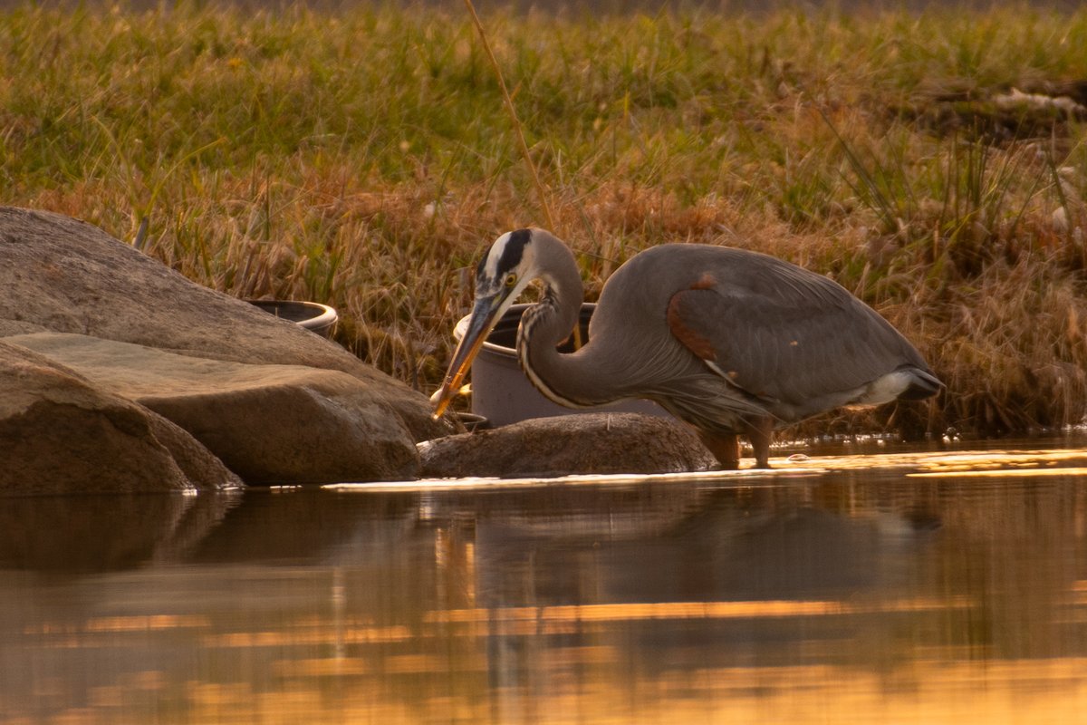 FondriestEnv's tweet photo. The blue heron at the field station is living his best life. #NoEgrets 🎣#BlueHeron #Nature #Friday #Outdoors #birds #NationalBirdDay
📷- Naturalist Leader, Emma Jones https://t.co/5ZVDbuc0kb