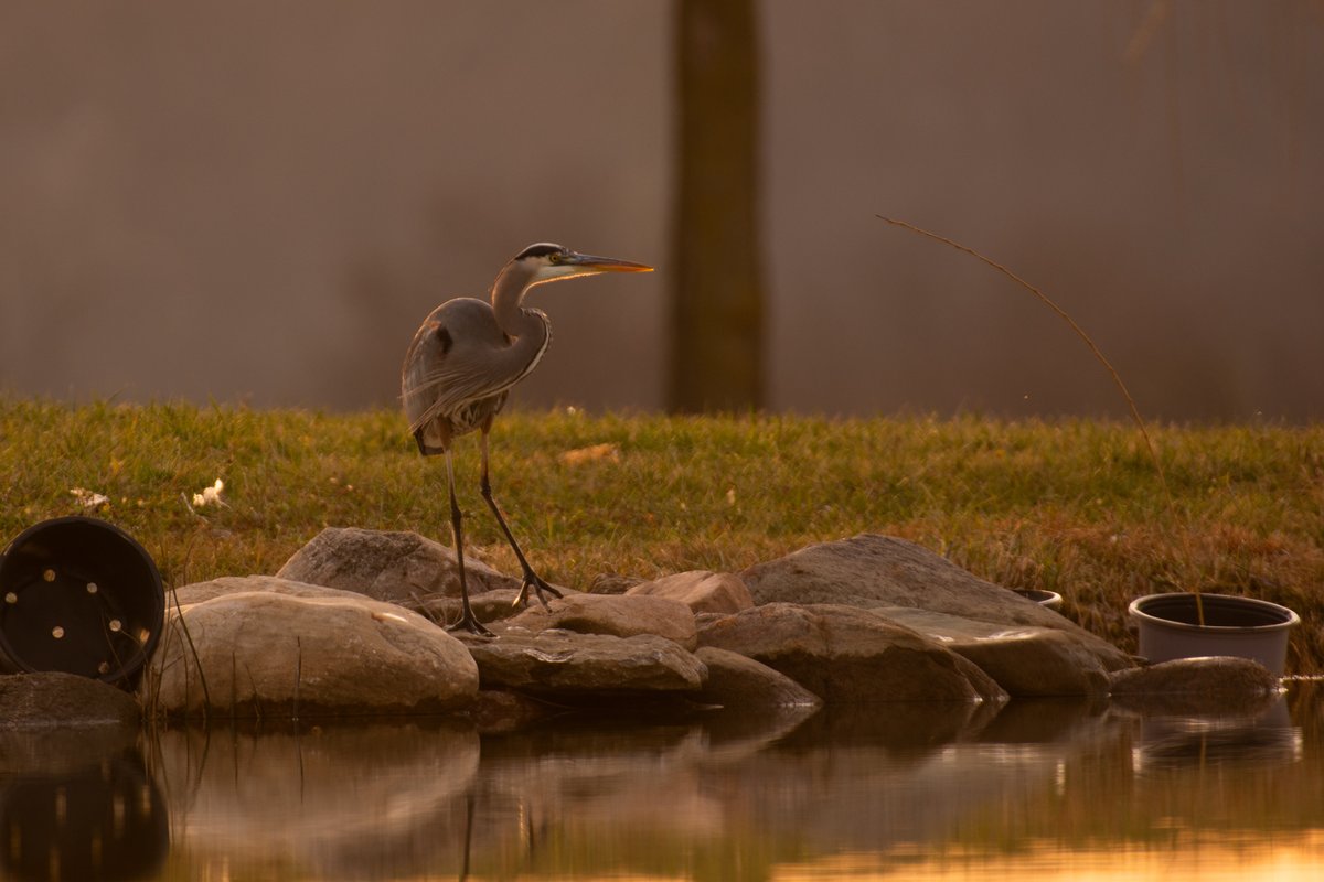 FondriestEnv's tweet photo. The blue heron at the field station is living his best life. #NoEgrets 🎣#BlueHeron #Nature #Friday #Outdoors #birds #NationalBirdDay
📷- Naturalist Leader, Emma Jones https://t.co/5ZVDbuc0kb