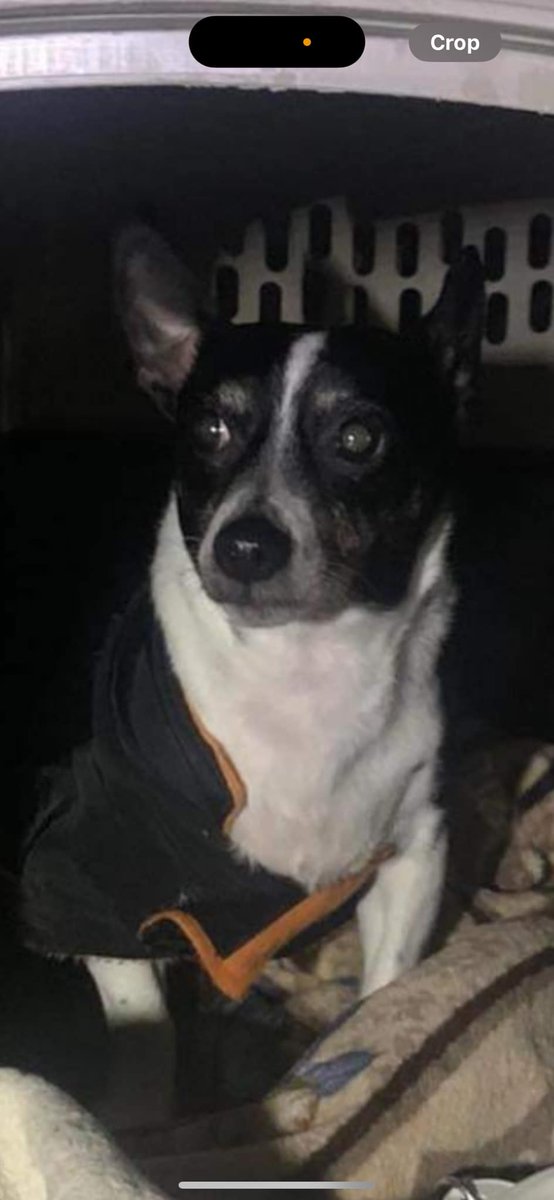 Please retweet to help find the owner or information about this Jack Russell - #Portway, #Wythenshawe, #Manchester Fri 5 January 'A female Jack Russell has been abandoned early hours this morning outside St Anthony’s parish centre/club. If anyone has any information please…