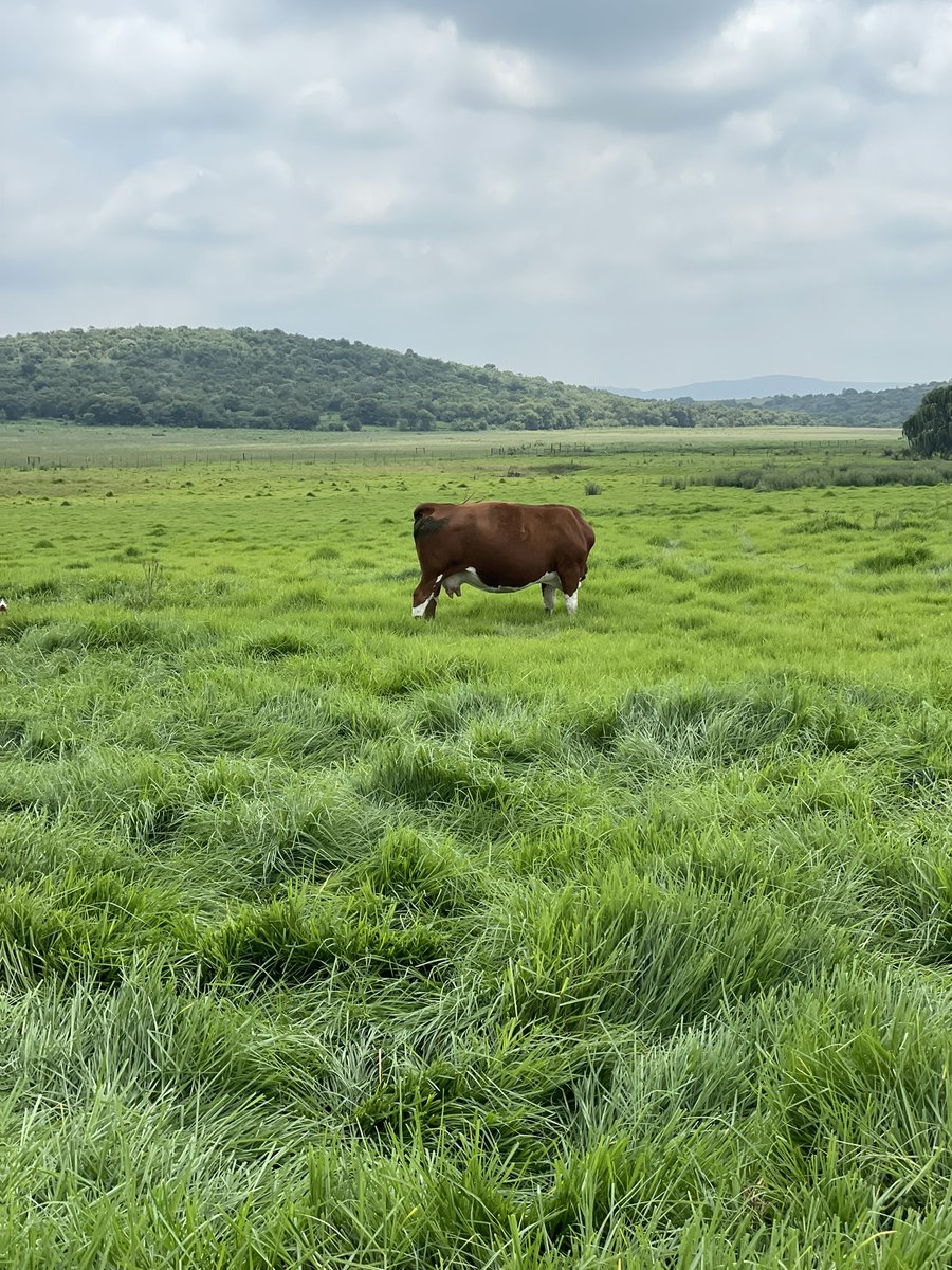 JamaKaSlwaneh's tweet photo. We’ve build up a good fodder bank. Very good volume in the pastures. Time to let the cattle enjoy their desert 🥇🇿🇦✌🏽 https://t.co/g6a1jzzzEi