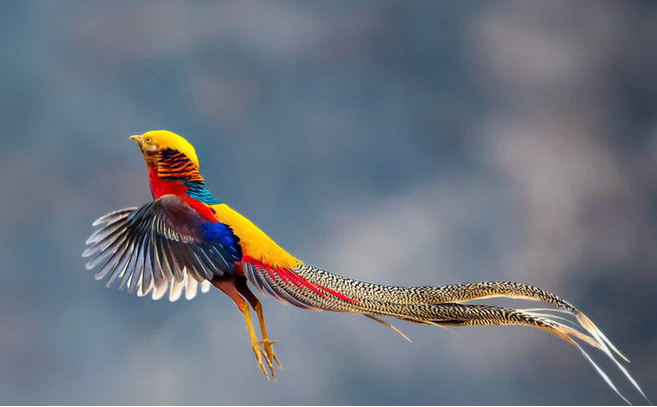 Pheasants native to western China are dazzlingly beautiful and are found in several other countries, such as England.