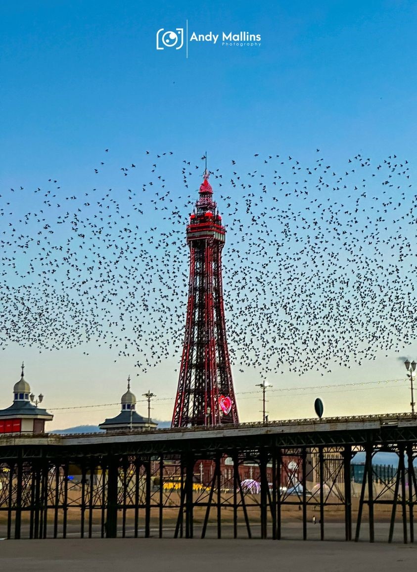 VisitBlackpool (@visitblackpool) on Twitter photo Blackpool’s starling murmuration – a must-see phenomenon captured by Andy Mallins Photography.
Nature’s spectacle in a snapshot! 📷
#FeatureFriday <a href="/andymallins/">Andy Mallins</a> Blackpool’s starling murmuration – a must-see phenomenon captured by Andy Mallins Photography.
Nature’s spectacle in a snapshot! 📷
#FeatureFriday <a href="/andymallins/">Andy Mallins</a>