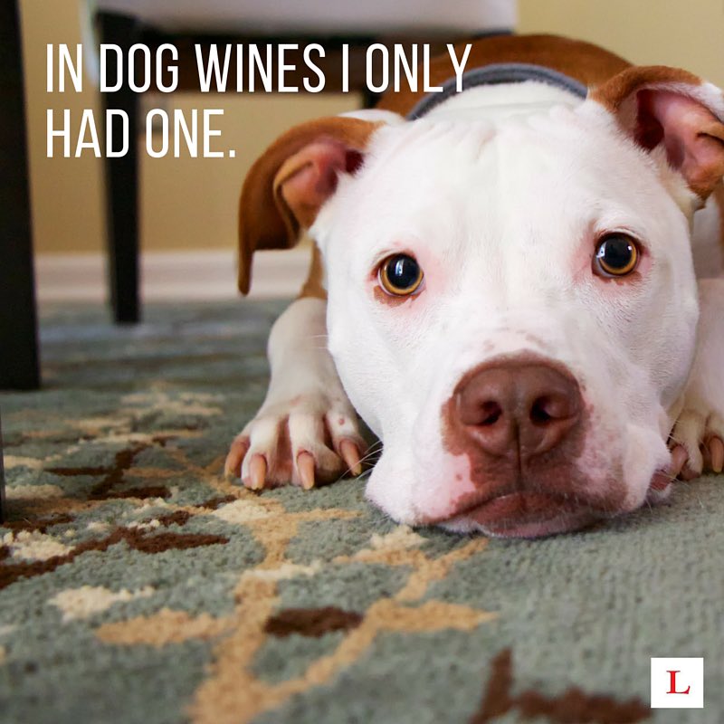 thegrapegeeks's tweet photo. My alibi. https://t.co/poE50iMpVH