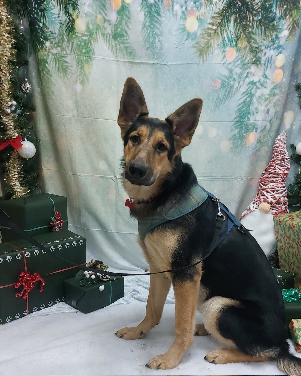 SociallyAwksBea's tweet photo. @CatieOsaurus Christmas dogs (2 8/9mnth old pups and their 3yr old cousin) https://t.co/nfUVapWgOe
