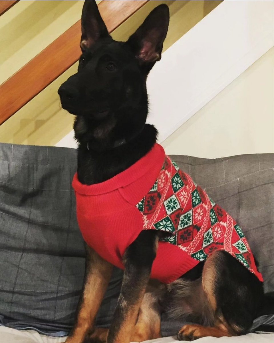 SociallyAwksBea's tweet photo. @CatieOsaurus Christmas dogs (2 8/9mnth old pups and their 3yr old cousin) https://t.co/nfUVapWgOe