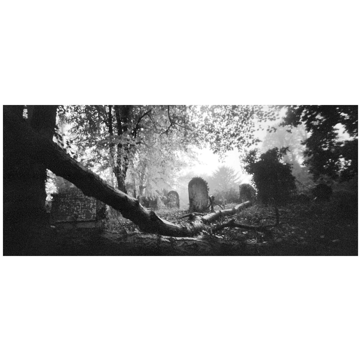 Fallen
Holga 120 Wide Pinhole Camera
#filmphotography #holga120wpc #fomapan100 #pinholephotography #pinhole #120film