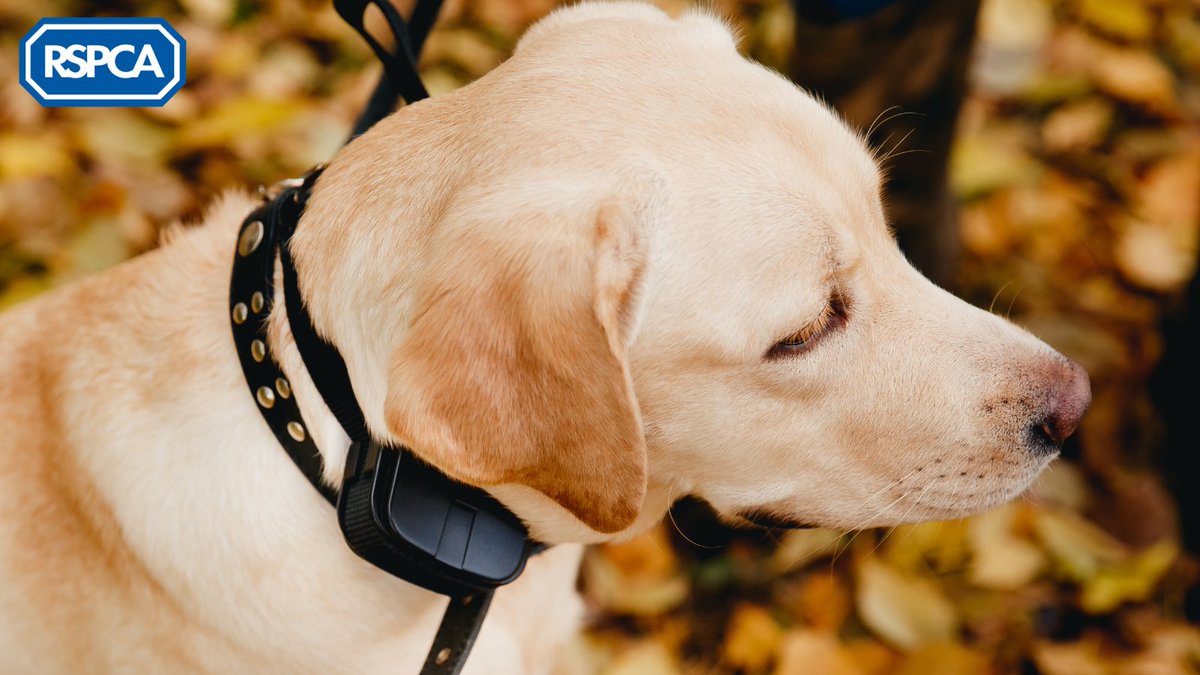 In 2023, the UK Government committed to banning shock collars in England. Today marks 200 days since shock collars were discussed in parliament, so we need to act now to #StopTheShock⚡

Email your MP to ensure that e-collars remain on the agenda
👉 bit.ly/43QqAQ1