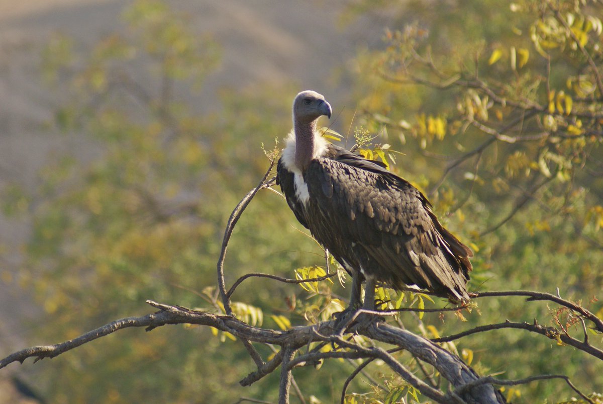 🗞️ New research suggests that while low, Gyps vulture populations in India appear to be stabilising.

💉This follows a ban on veterinary use of the non-steroidal anti-inflammatory drug (NSAID) diclofenac.

🪶 Read more here: doi.org/10.1017/S09592…
#ornithology #research
