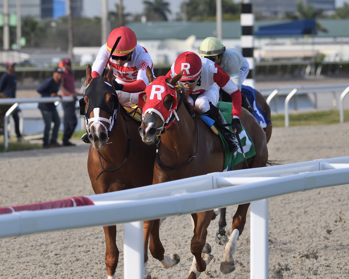 SaffieJosephJr's tweet photo. #5Jan Dr. Ray D.
Jockey: Edgard Zayas
Trainer: Saffie Joseph, Jr.
Owner: Kenneth L. Ramsey
Starter Optional Claiming $35,000 • Tapeta
1️⃣4️⃣th victory for Saffie Joseph, Jr. #GulfstreamPark #ChampionshipMeet Thursday, January 4, 2024
📸 @coglianesephoto https://t.co/XmRRlE7OUu