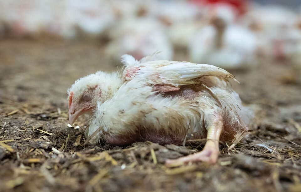 PartiAnimaliste's tweet photo. Canons à poulets, entassement par milliers, privation d’extérieur, ou encore croissance ultra-rapide… 

Chez LDC, prix bas riment avec souffrances extrêmes. 

La réalité 👇 https://t.co/c2uUXqeDGJ