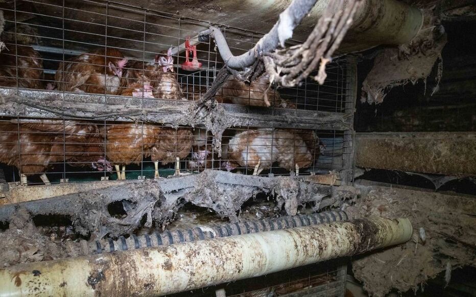 PartiAnimaliste's tweet photo. Canons à poulets, entassement par milliers, privation d’extérieur, ou encore croissance ultra-rapide… 

Chez LDC, prix bas riment avec souffrances extrêmes. 

La réalité 👇 https://t.co/c2uUXqeDGJ