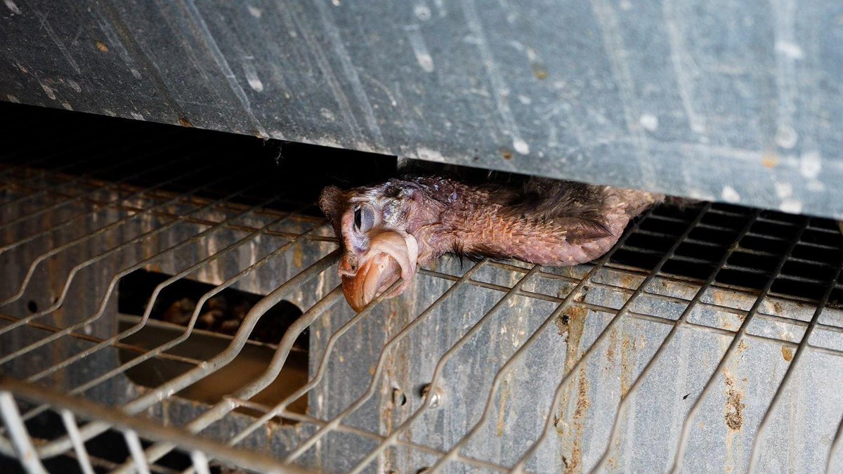 PartiAnimaliste's tweet photo. Canons à poulets, entassement par milliers, privation d’extérieur, ou encore croissance ultra-rapide… 

Chez LDC, prix bas riment avec souffrances extrêmes. 

La réalité 👇 https://t.co/c2uUXqeDGJ