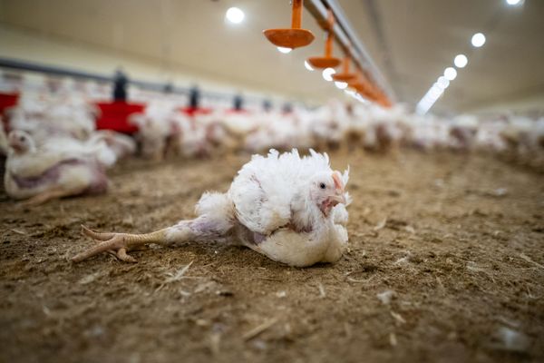 PartiAnimaliste's tweet photo. Canons à poulets, entassement par milliers, privation d’extérieur, ou encore croissance ultra-rapide… 

Chez LDC, prix bas riment avec souffrances extrêmes. 

La réalité 👇 https://t.co/c2uUXqeDGJ