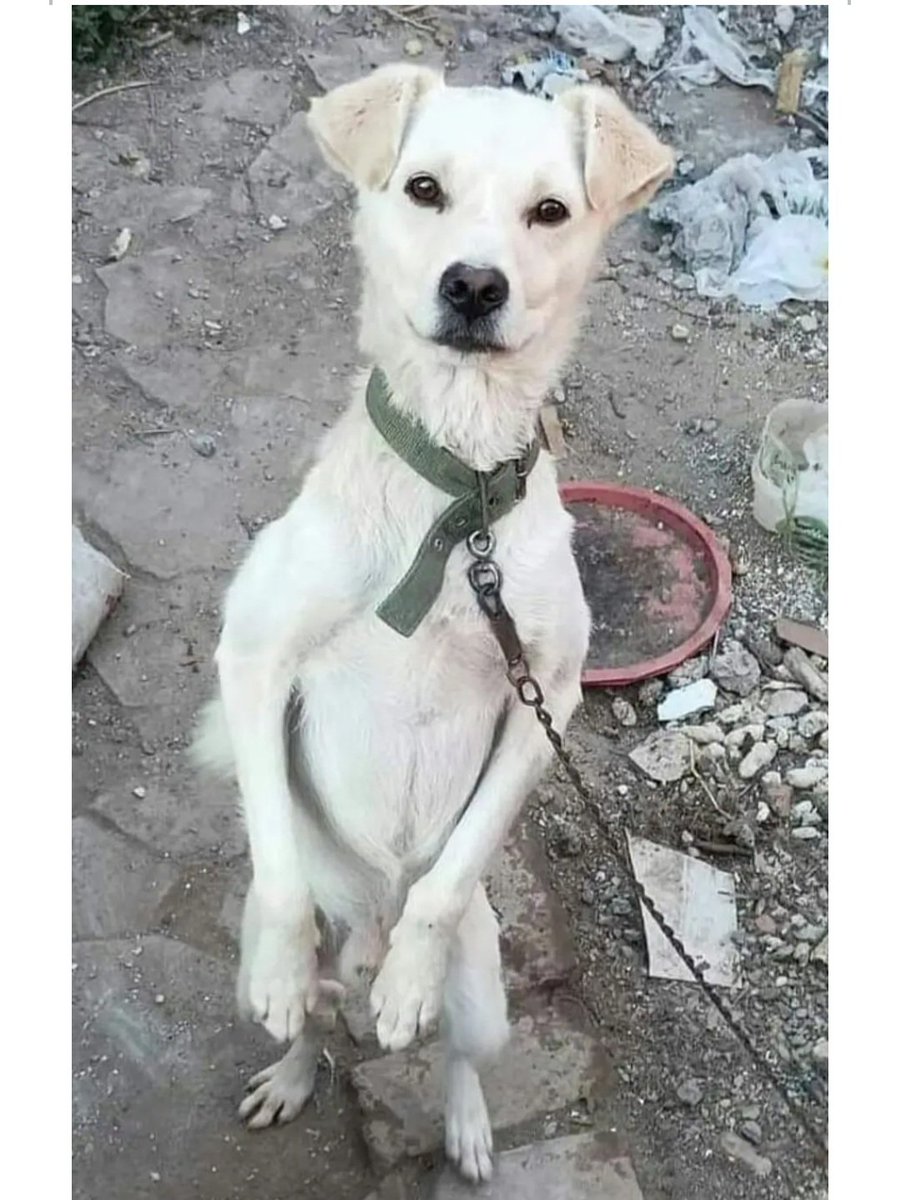 IcaJeje's tweet photo. Molim vas delite
Ovo nije normalno. NI JEDAN PAS NE ZASLUZUJE OVAKAV ZIVOT
Molim vas rt, molim vas https://t.co/4TRXFh4nZV