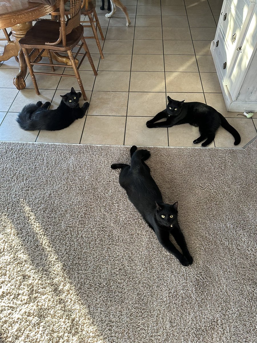 Caption this. #caption #blackcats #edgarallenpoe